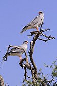 Pale Chanting Goshawks on branch - Kgalagadi Kalahari desert
