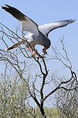 Pale Chanting Goshawk and prey on branch -Kgalagadi Kalahari