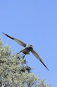 Pale Chanting Goshawk flying away - Kgalagadi Kalahari