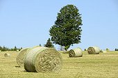 Haystacks in a mowed down meadow in Haut-Doubs - France