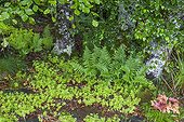 Ferns and woodruffs in an undergrowth garden