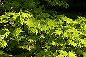 Japanese Maple 'Aureum' - Garden Cottons Alsace France