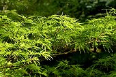 Japanese Maple 'Aureum' - Garden Cottons Alsace France