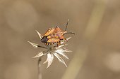 Red Shield Bug on dry flower - the Massif des Maures 
