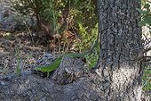 Green lizard on Cork Oak - Massif des Maures France