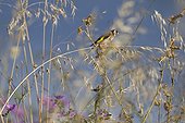 Goldfinch on tall grass - France 