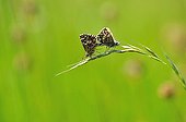 Skippers mating on spikelet in a meadow - France 