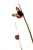 Ladybird 7 points stretching on Sedge on white background