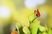 Cardinal Beetle on carnivorous plant Heliamphora ; Urn with nectar gland<br>Heliamphora nutans x heterodoxa 