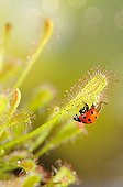 Sevenspotted lady beetle mired by a Long-leaved Sundew