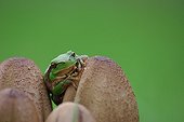 Green tree frog on Mushrooms - Ile d'Oleron France