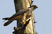 Peregrine Falcon on a dead tree - France 