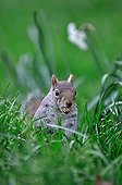 Grey squirrel in grass - Gardens of the Queen London UK