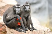 Tonkean Black Macaques eating fruit - Pairi Daiza Belgium 