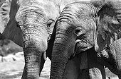Portrait of African Elephants in the savannah