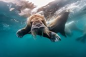 Walrus swimming under the surface - Arctic Ocean