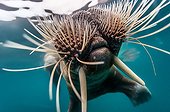 Portrait of Walrus swimming underwater - Arctic Ocean