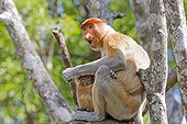 Proboscis Monkey and young - Labuk Bay Sabah Borneo Malaysia