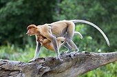 Proboscis Monkey and young - Labuk Bay Sabah Borneo Malaysia