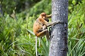 Proboscis Monkey and young - Labuk Bay Sabah Borneo Malaysia