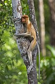 Proboscis Monkey on trunk - Labuk Bay Sabah Borneo Malaysia
