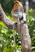 Proboscis Monkey on branch - Labuk Bay Sabah Borneo Malaysia
