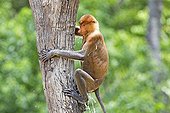 Proboscis Monkey wet - Labuk Bay Sabah Borneo Malaysia
