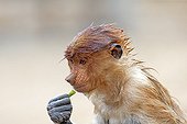 Proboscis Monkey wet - Labuk Bay Sabah Borneo Malaysia