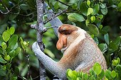 Proboscis Monkey male - Labuk Bay Sabah Borneo Malaysia