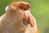 Proboscis Monkey male - Labuk Bay Sabah Borneo Malaysia ; Male head of the harem 