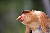 Proboscis Monkey male - Labuk Bay Sabah Borneo Malaysia ; Male head of the harem 