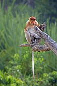 Proboscis Monkey under rain -Labuk Bay Sabah Borneo Malaysia