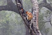 Proboscis Monkey under rain -Labuk Bay Sabah Borneo Malaysia