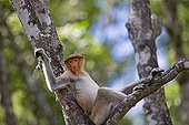 Proboscis Monkey on a branch-Labuk Bay Sabah Borneo Malaysia