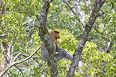 Proboscis Monkey on trunk - Labuk Bay Sabah Borneo Malaysia