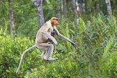 Proboscis Monkey leaping - Labuk Bay Sabah Borneo Malaysia