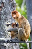 Proboscis Monkey eating - Labuk Bay Sabah Borneo Malaysia