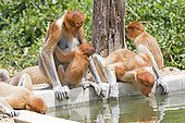Proboscis Monkey drinking- Labuk Bay Sabah Borneo Malaysia
