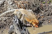 Proboscis Monkey drinking- Labuk Bay Sabah Borneo Malaysia