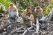 Proboscis Monkey on bank - Labuk Bay Sabah Borneo Malaysia
