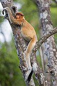 Proboscis Monkey on trunk - Labuk Bay Sabah Borneo Malaysia