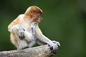 Proboscis Monkey on branch - Labuk Bay Sabah Borneo Malaysia