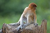 Proboscis Monkey on branch - Labuk Bay Sabah Borneo Malaysia
