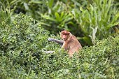 Proboscis Monkey in foliage -Labuk Bay Sabah Borneo Malaysia