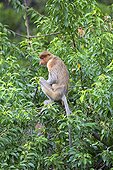 Proboscis Monkey in forest - Labuk Bay Sabah Borneo Malaysia