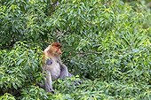 Proboscis Monkey in forest - Labuk Bay Sabah Borneo Malaysia