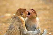 Proboscis Monkeys playing - Labuk Bay Sabah Borneo Malaysia