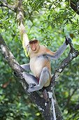 Proboscis Monkey on branch - Labuk Bay Sabah Borneo Malaysia ; Male head of the harem