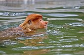 Proboscis Monkey bathing - Labuk Bay Sabah Borneo Malaysia