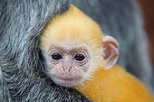 Portrait of Silvered leaf monkey -Labuk Bay Borneo Malaysia 